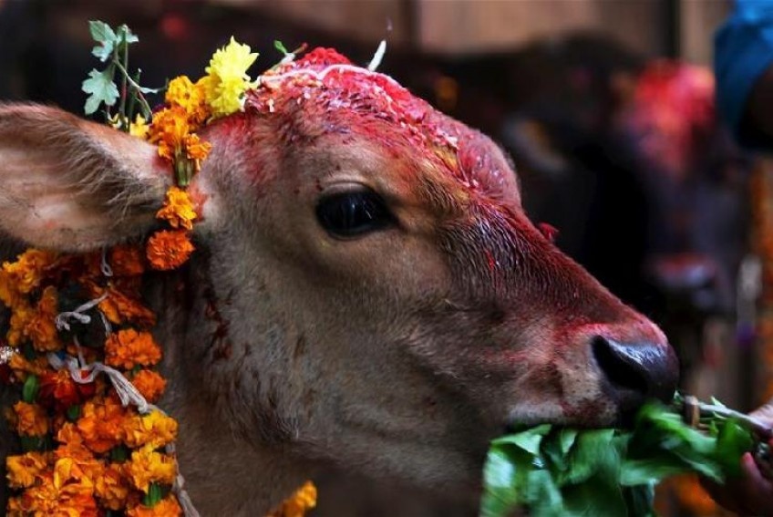 Mukteshwar Mahadev (Pathankot) - Gau Hatya Puja