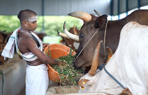 Nathdwara - Gau Daan