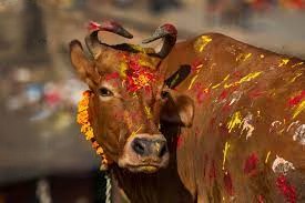 Mukteshwar Mahadev (Pathankot) - Gau Hatya Puja