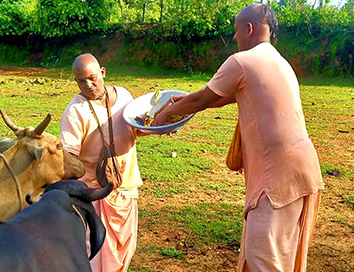 Gau Seva - ISKCON Nellore