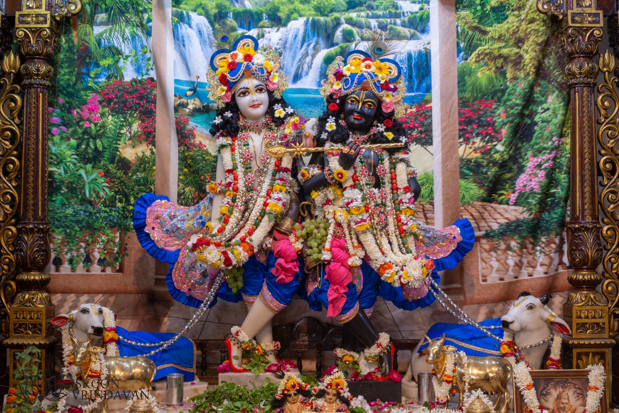 इस्कॉन वृन्दावन श्री कृष्ण बलराम नित्य दर्शन